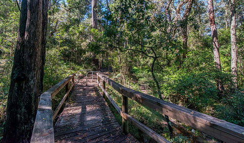 Dawson River Walking Track - Tourism Cairns 3