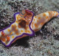 Curtain Artificial Reef Dive Site - Tourism Cairns
