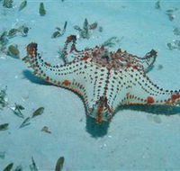 The Pines Dive Site - Tourism Cairns