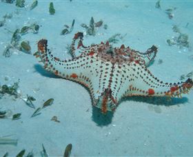 The Pines Dive Site - Tourism Cairns 0