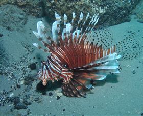 The Pines Dive Site - Tourism Cairns 1