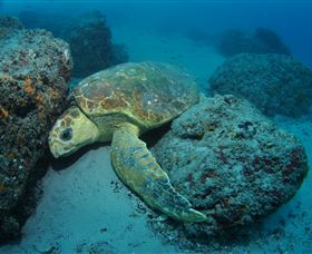 The Pines Dive Site - Tourism Cairns 3