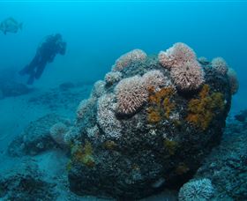 The Pines Dive Site - Tourism Cairns 2