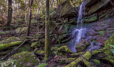 Coorabakh National Park - Tourism Cairns 0