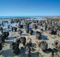 Hamelin Pool Stromatolites - Tourism Cairns