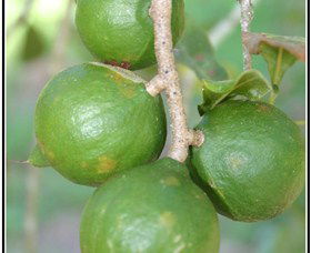 Lorne Valley Macadamia Farm - Tourism Cairns 2