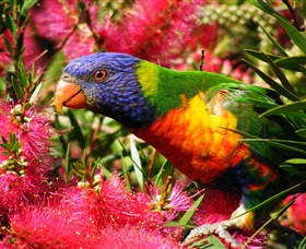 Box Cutting Rainforest Walk - Tourism Cairns 1
