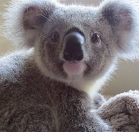 Koala Care Centre in Lismore - Tourism Cairns