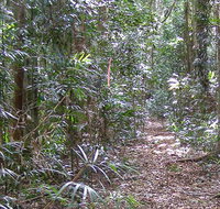 Big Scrub loop walking track - Tourism Cairns