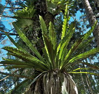 Whian Whian State Conservation Area - Tourism Cairns