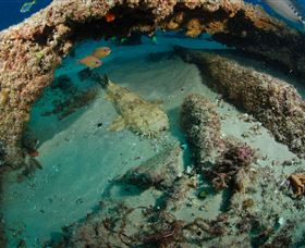 Aarhus Dive Site - Tourism Cairns 3