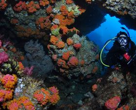 Cherubs Cave Dive Site - Tourism Cairns 2