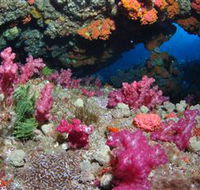Cherubs Cave Dive Site - Tourism Cairns