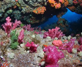 Cherubs Cave Dive Site - Tourism Cairns 0