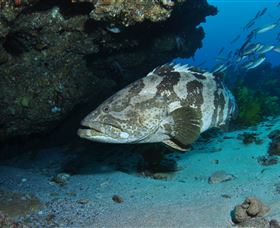 Cherubs Cave Dive Site - Tourism Cairns 1