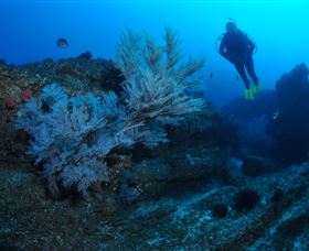 Cherubs Cave Dive Site - Tourism Cairns 3