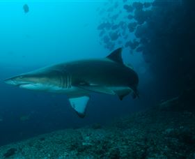 Henderson Rock Dive Site - Tourism Cairns 1
