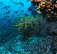 Henderson Rock Dive Site - Tourism Cairns