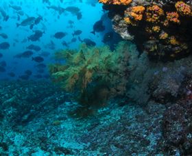 Henderson Rock Dive Site - Tourism Cairns 0