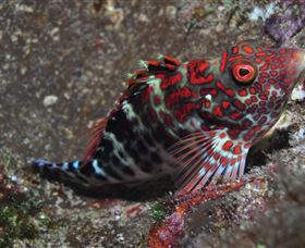 Henderson Rock Dive Site - Tourism Cairns 3