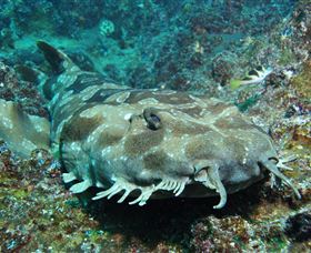 Henderson Rock Dive Site - Tourism Cairns 2