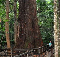 Bird Tree and Benaroon - Tourism Cairns