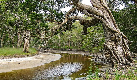 Saltwater National Park - Tourism Cairns 0