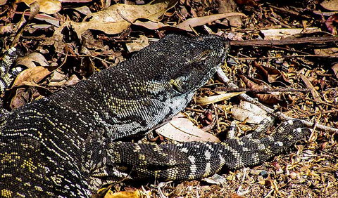 Saltwater National Park - Tourism Cairns 2