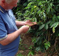 Wombah Coffee Plantation - Tourism Cairns