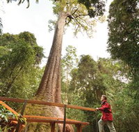 Old Bottlebutt - Tourism Cairns