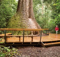 Burrawan State Forest - Tourism Cairns