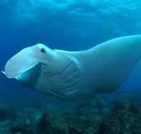 Manta Bommie Dive Site - Tourism Cairns