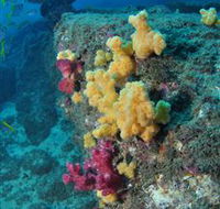 Shag Rock Dive Site - Tourism Cairns