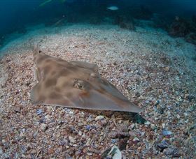 Shag Rock Dive Site - Tourism Cairns 1