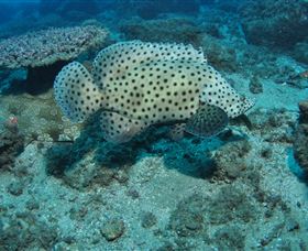Shag Rock Dive Site - Tourism Cairns 2
