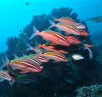 Flat Rock Dive Site - Tourism Cairns