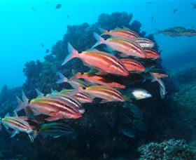 Flat Rock Dive Site - Tourism Cairns 0