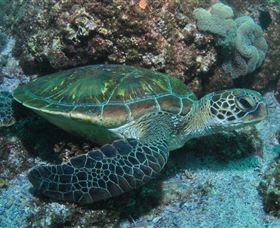 Flat Rock Dive Site - Tourism Cairns 1