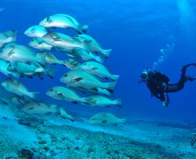 Flat Rock Dive Site - Tourism Cairns 3