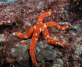 Flat Rock Dive Site - Tourism Cairns 2