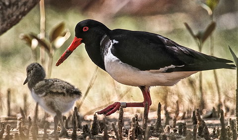 Brunswick Heads Nature Reserve - Tourism Cairns 2