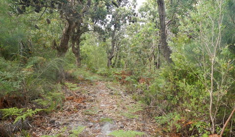 Kinchela Trig Lookout Walk - Tourism Cairns 0