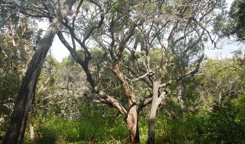 Kinchela Trig Lookout Walk - Tourism Cairns 2