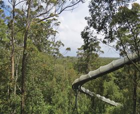 Tarkine Forest Adventures - Dismal Swamp - Tourism Cairns 1