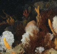 Point Hicks Marine National Park - Tourism Cairns