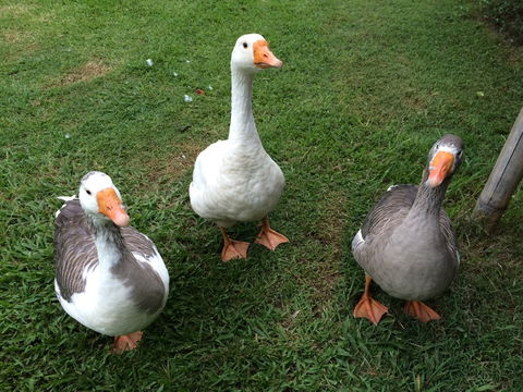 Djanbung Permaculture Gardens - Tourism Cairns 6
