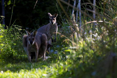 Djanbung Permaculture Gardens - Tourism Cairns 8
