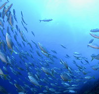 Cape Byron Marine Park