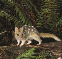Tarkine Forest Reserve - Tourism Cairns