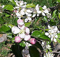 Avro Park Orchards - Tourism Cairns